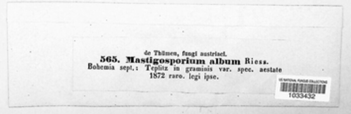 Mastigosporium album image